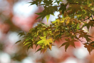 Japonca akçaağaç yaprakları renkli