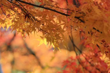 Kyoto Tapınağı'nda sezon sonbahar