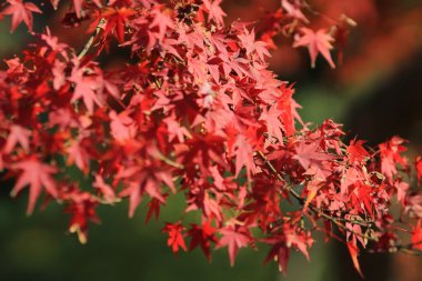 Japonca akçaağaç yaprakları renkli