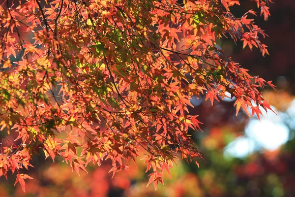 秋天的树叶的 Jojakuko 寺 — 图库照片