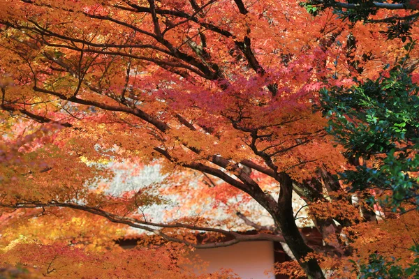 Foglie di autunno Di Tempio di Jojakuko-ji — Foto Stock