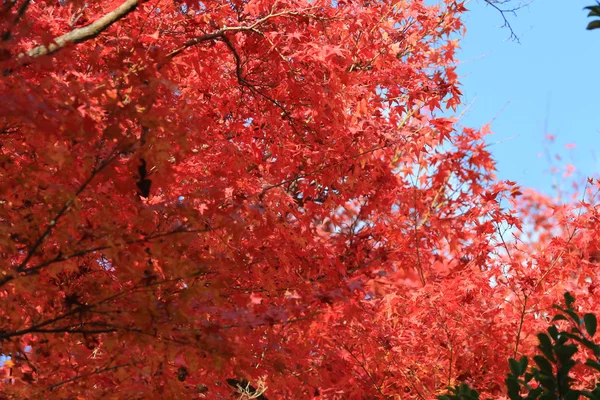 Folhas de outono de Templo de Jojakuko-ji — Fotografia de Stock