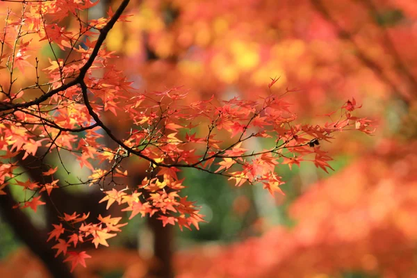 京都の寺での秋のシーズン — ストック写真