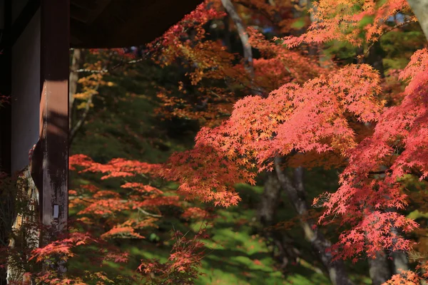 秋天的树叶的 Jojakuko 寺 — 图库照片