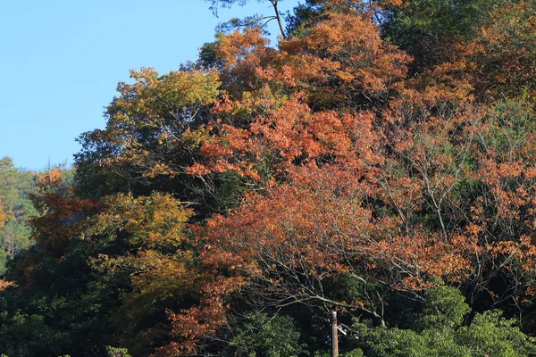 Kırmızı Japon akçaağaç sonbahar sonbahar