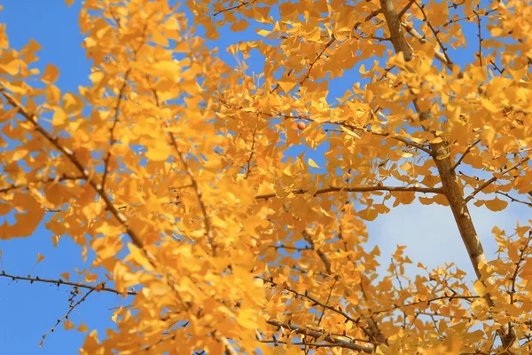 Осенние листья храма Дзёдзякуко-дзи — стоковое фото