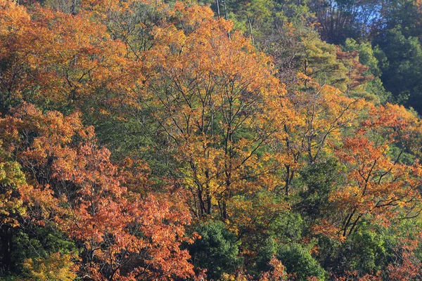 Roter japanischer Ahorn Herbst Herbst — Stockfoto