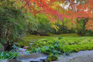 bir sonbahar yaprakları 