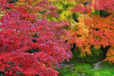 Rurikoin, tek bir pencereden görüntülendi? Zen Bahçe.