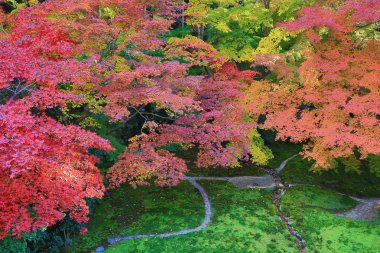 Zen Bahçesi Sonbahar sezonu Rurikoin, Japonya