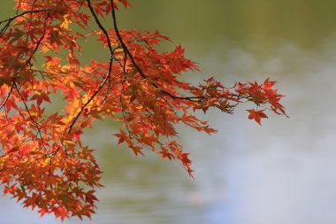 Japonca akçaağaç yaprakları renkli