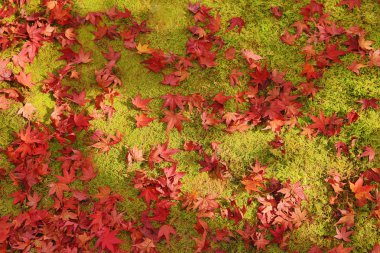 yeryüzünde kırmızı akçaağaç yaprakları
