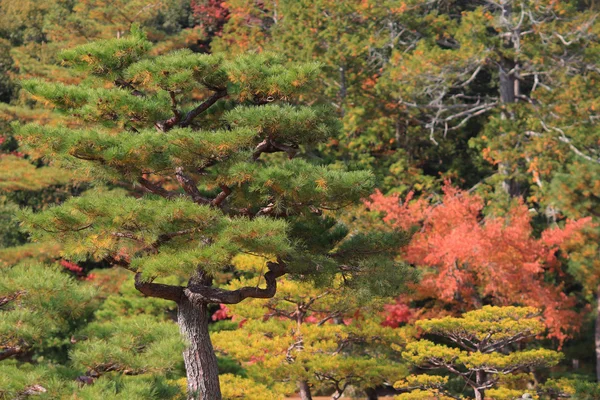 Εποχή πτώσης του Ζεν Βουδιστές Kinkaku-ji temple — Φωτογραφία Αρχείου