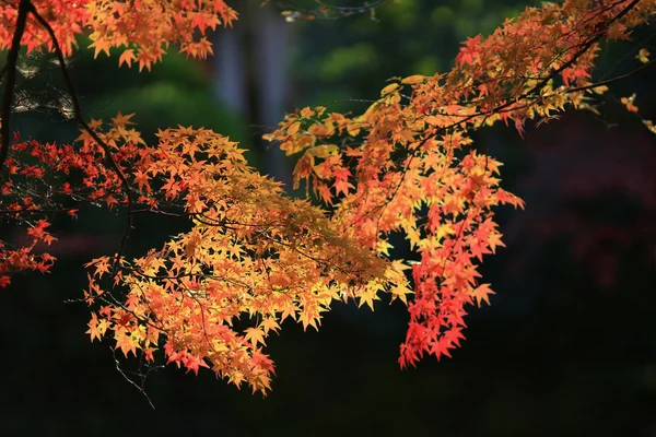 Caída. Otoño en Yasehieizanguchi — Foto de Stock