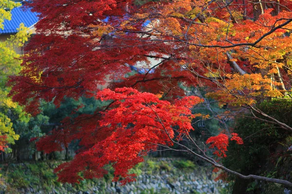 Tomber. Automne à Yasehieizanguchi — Photo