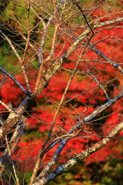 Upadek. Jesień w Yasehieizanguchi — Zdjęcie stockowe