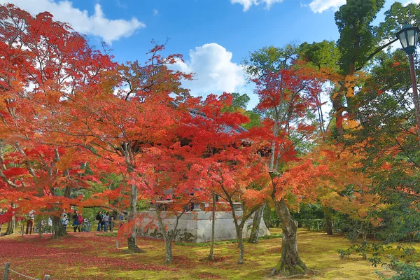 Japán juhar színű levelek — Stock Fotó