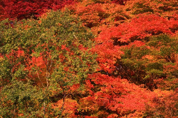 Sonbahar. Yasehieizanguchi sonbahar — Stok fotoğraf