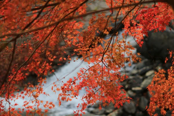 Queda. Outono em Yasehieizanguchi — Fotografia de Stock
