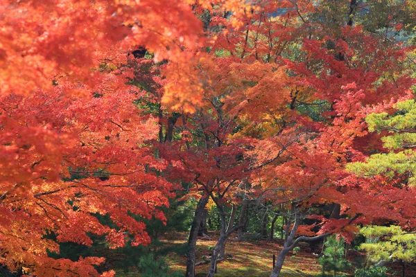 Japonca akçaağaç yaprakları renkli — Stok fotoğraf