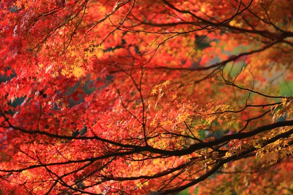 秋。Yasehieizanguchi で秋 — ストック写真