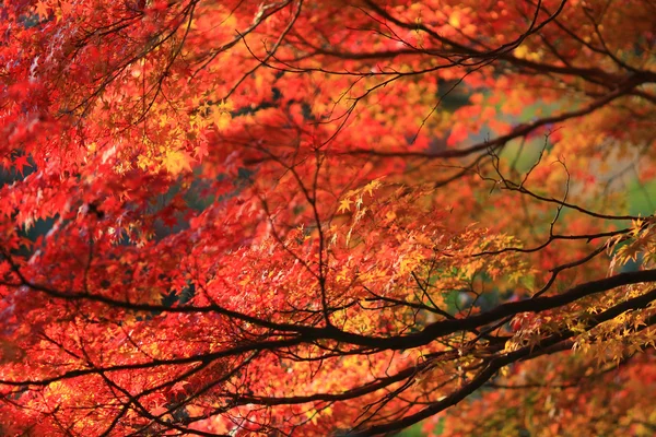 Caduta. Autunno a Yasehieizanguchi — Foto Stock