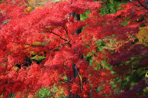 Tomber. Automne à Yasehieizanguchi — Photo