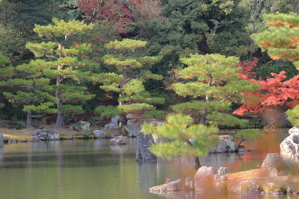 もみじ紅葉 — ストック写真