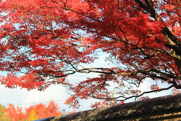 Japansk lönn färgade blad — Stockfoto