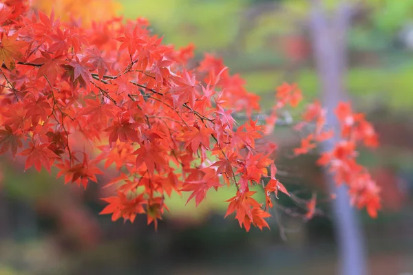 日本枫树色的叶子 — 图库照片