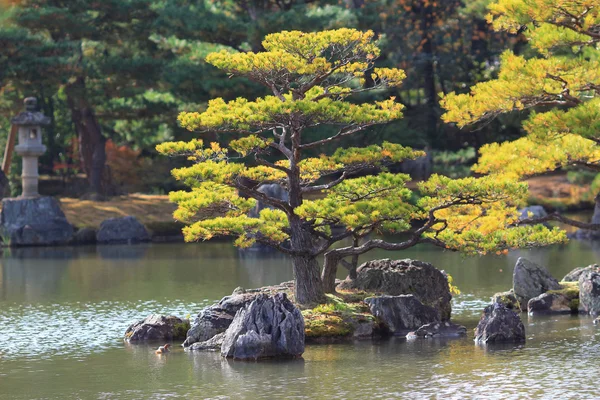 Japanse esdoorn gekleurde bladeren — Stockfoto