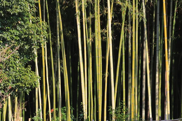 Bambusz erdő hajtások — Stock Fotó