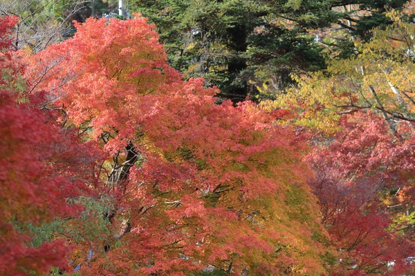 Sturz. Herbst in Yasehieizanguchi — Stockfoto