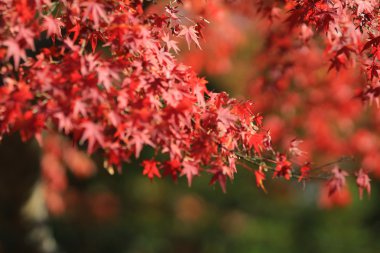 Japonca akçaağaç yaprakları renkli