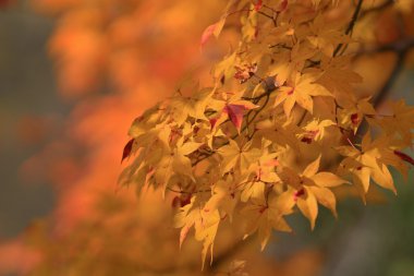 Sonbahar. Yasehieizanguchi sonbahar