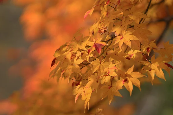 Падение. Осень в Ясэхиэйдзангути — стоковое фото