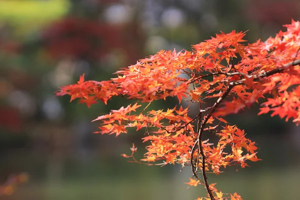 Japonca akçaağaç yaprakları renkli — Stok fotoğraf