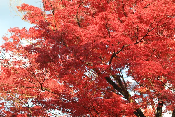 Σφένδαμος κοκκινόφυλλος χρωματισμένα φύλλα — Φωτογραφία Αρχείου