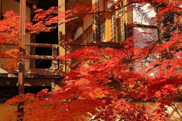 Czerwony klon japoński jesień — Zdjęcie stockowe