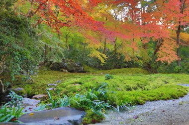 Zen Bahçesi Sonbahar sezonu Rurikoin, Japonya