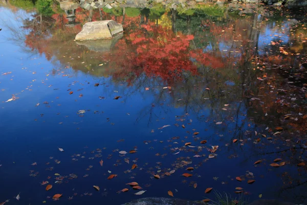 Hojas de arce rojo en el río — Foto de Stock