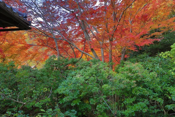 Ogród Zen na jesieni w Japonii w Rurikoin — Zdjęcie stockowe