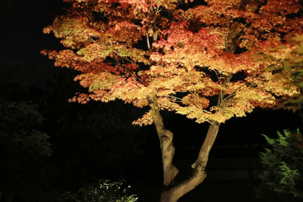 Podzim kodaiji noci — Stock fotografie