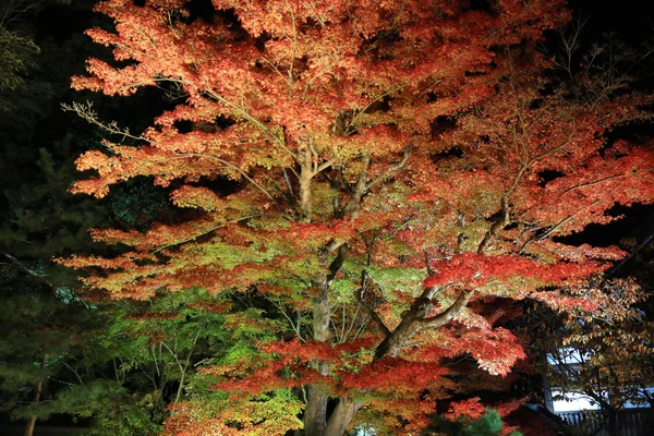 高台寺夜の秋のシーズン — ストック写真