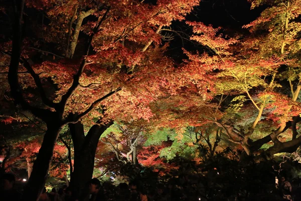 Saison d'automne de la nuit kodaiji — Photo
