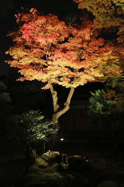 高台寺夜の秋のシーズン — ストック写真