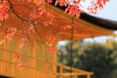 Altın köşk kinkakuji Tapınağı, kyoto, Japonya