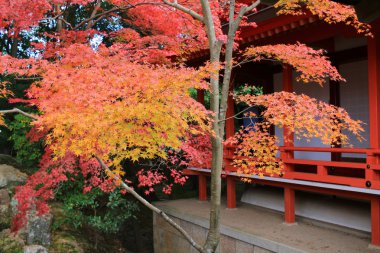  Daikaku-ji, kyoto iç