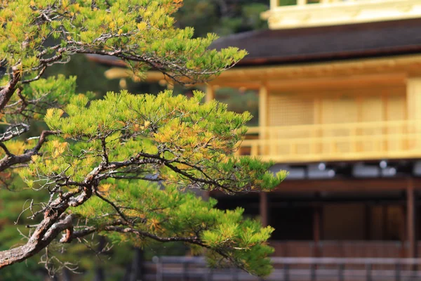 Gouden paviljoen kinkakuji tempel in kyoto japan — Stockfoto