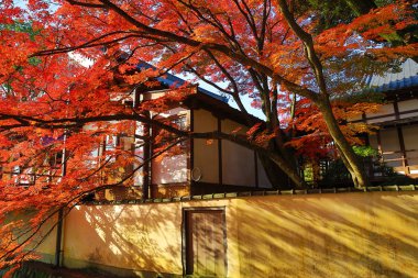 Kırmızı Japon akçaağaç sonbahar sonbahar